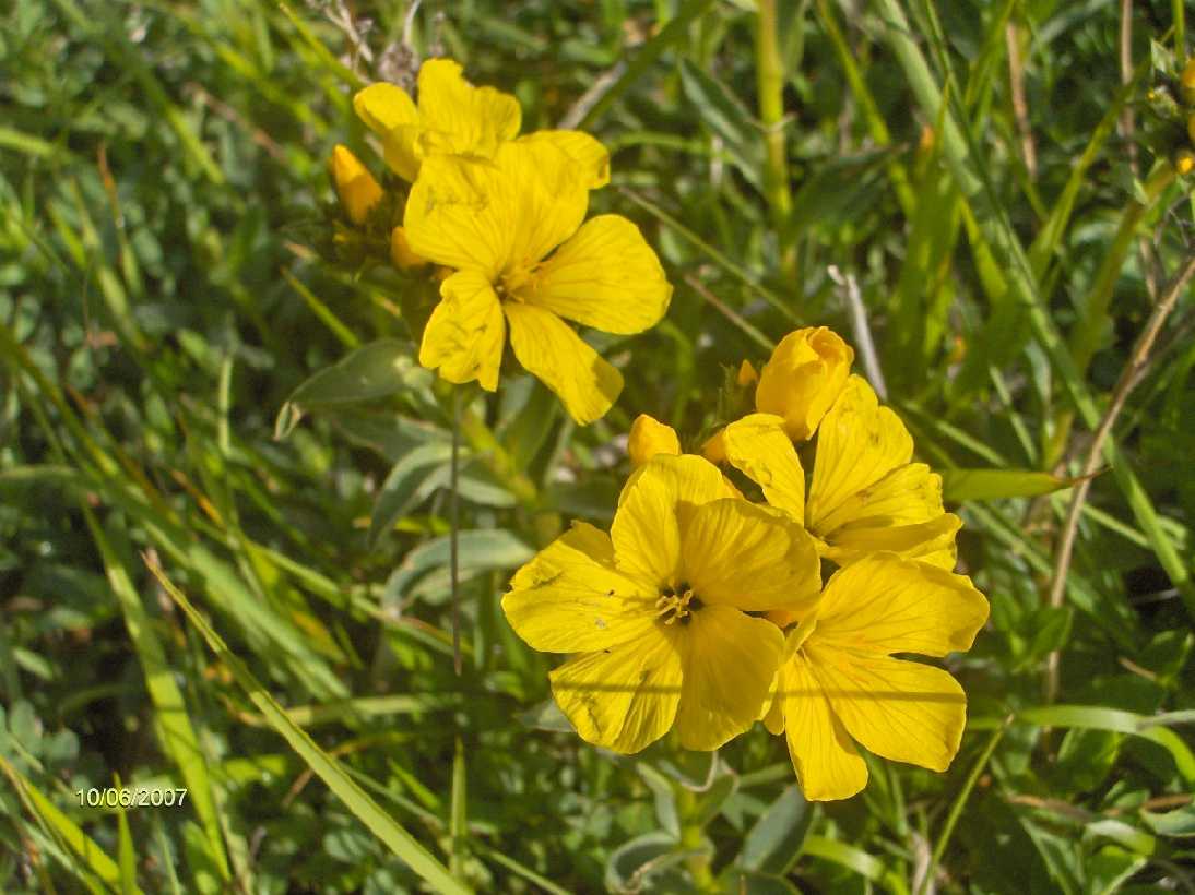 Linum a confronto